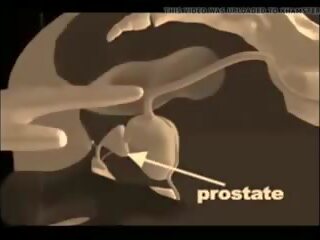 Jak do dać za prostata masaż, darmowe xxx masaż seks pokaz