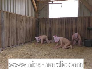 Little insight to my pigplay, free little xxx dhuwur definisi reged video c9